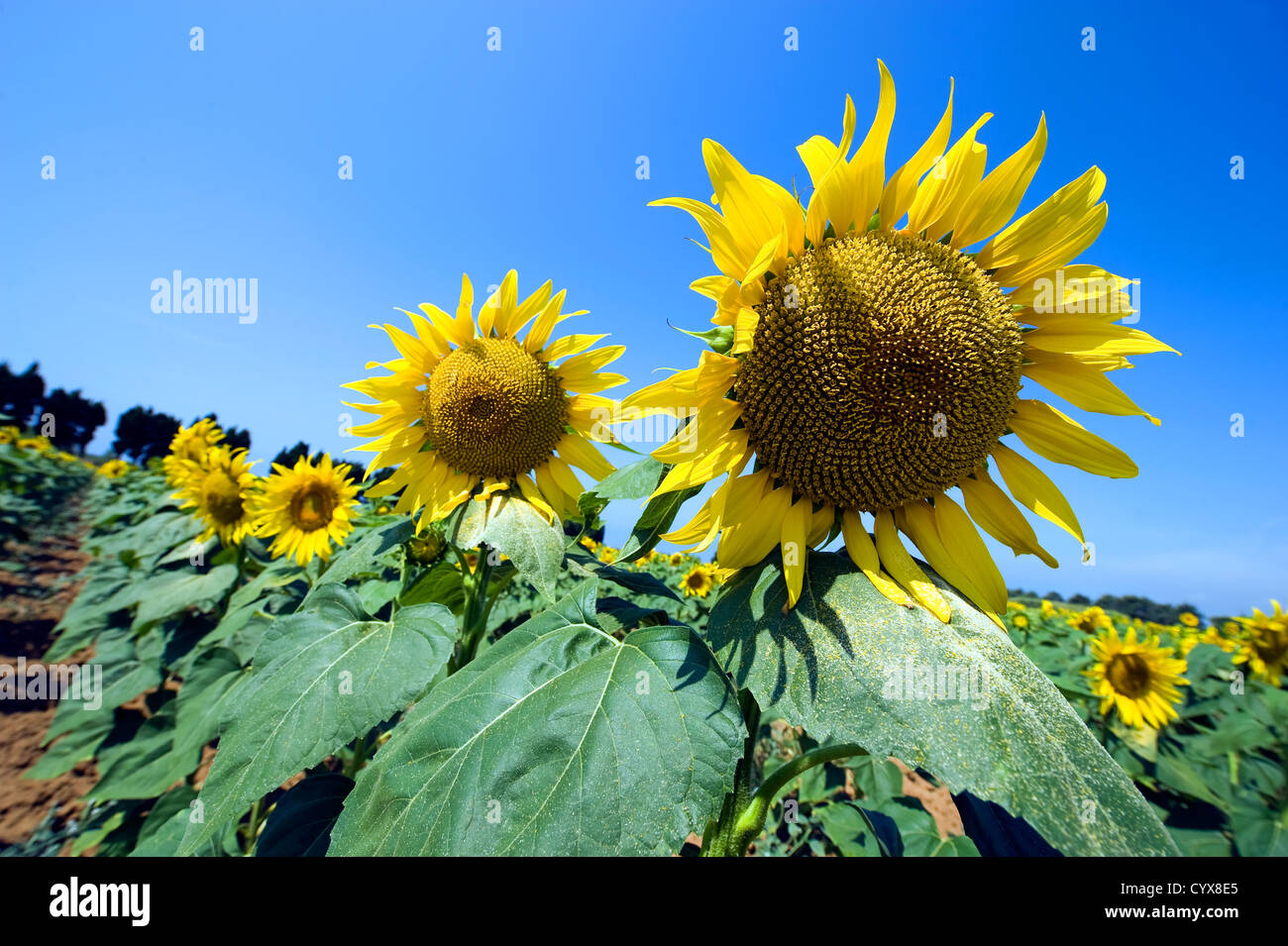 Tournesols sur un champ de tournesol en Toscane en Italie. Banque D'Images