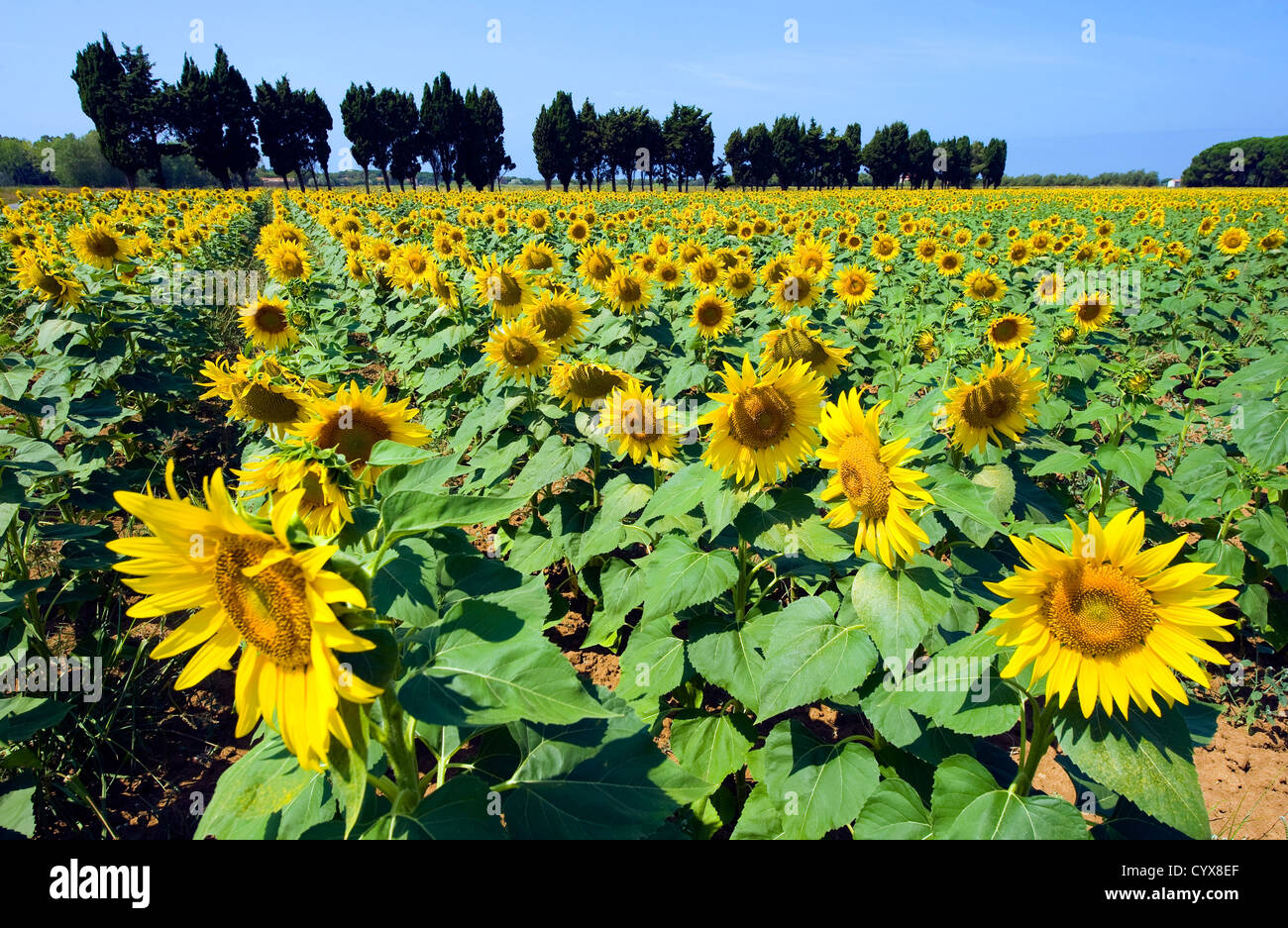 Tournesols sur un champ de tournesol en Toscane en Italie. Banque D'Images