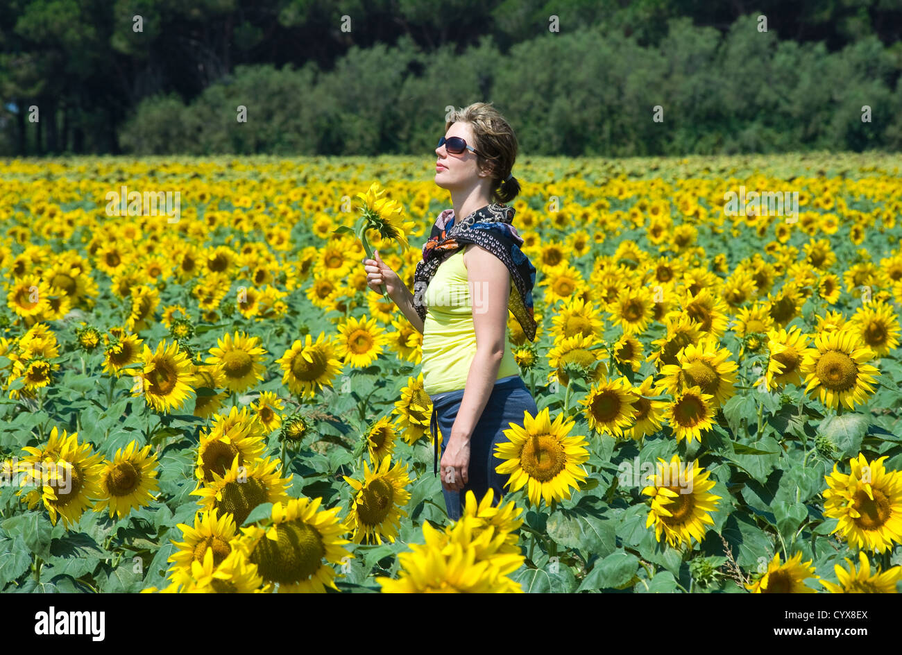 Une femme au milieu d'un champ de tournesol. Banque D'Images
