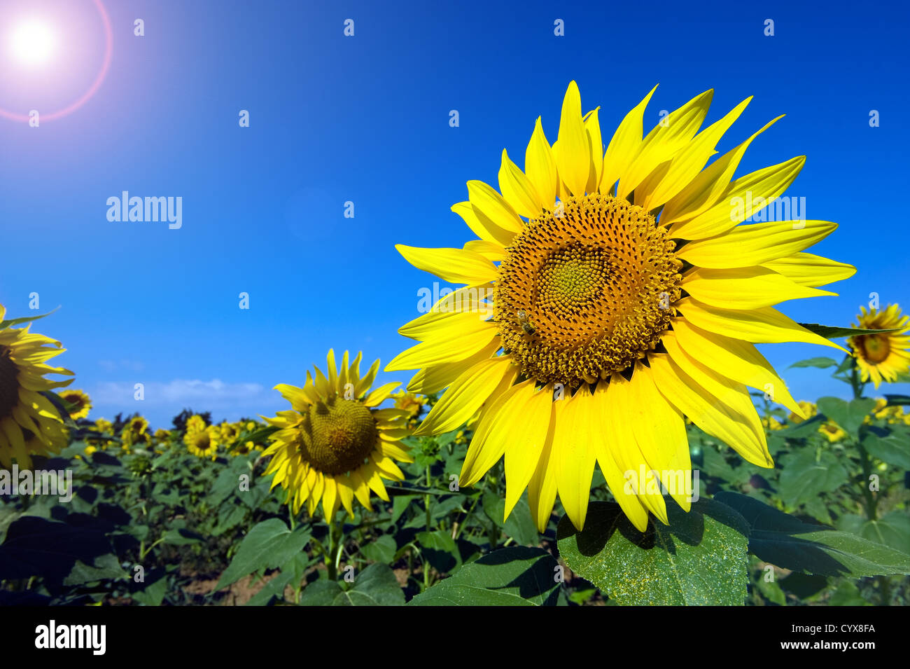 Une abeille assis sur un tournesol dans un champ de tournesol. Banque D'Images