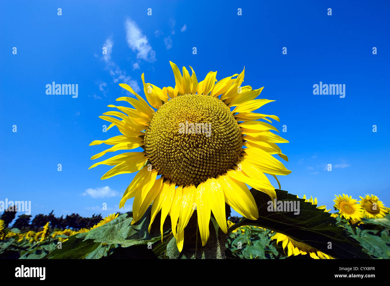Tournesol sur un champ de tournesol en Toscane en Italie. Banque D'Images