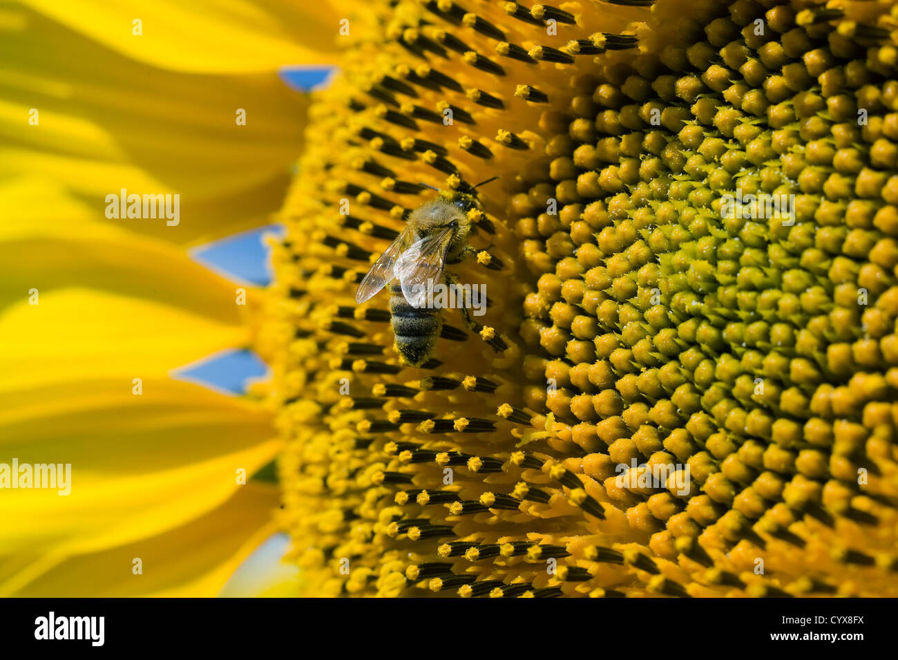Une abeille assis sur un tournesol dans un champ de tournesol. Banque D'Images