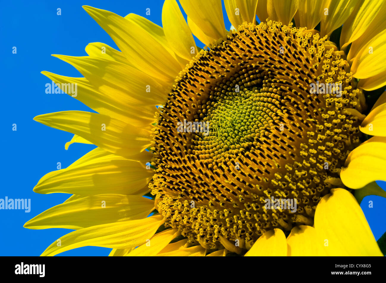 Tournesol sur un champ de tournesol en Toscane en Italie. Banque D'Images