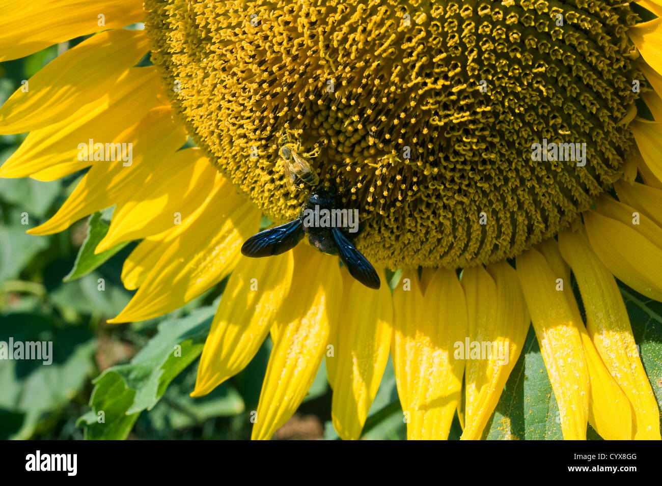 Deux bee est assise sur un tournesol dans un champ de tournesol. Banque D'Images