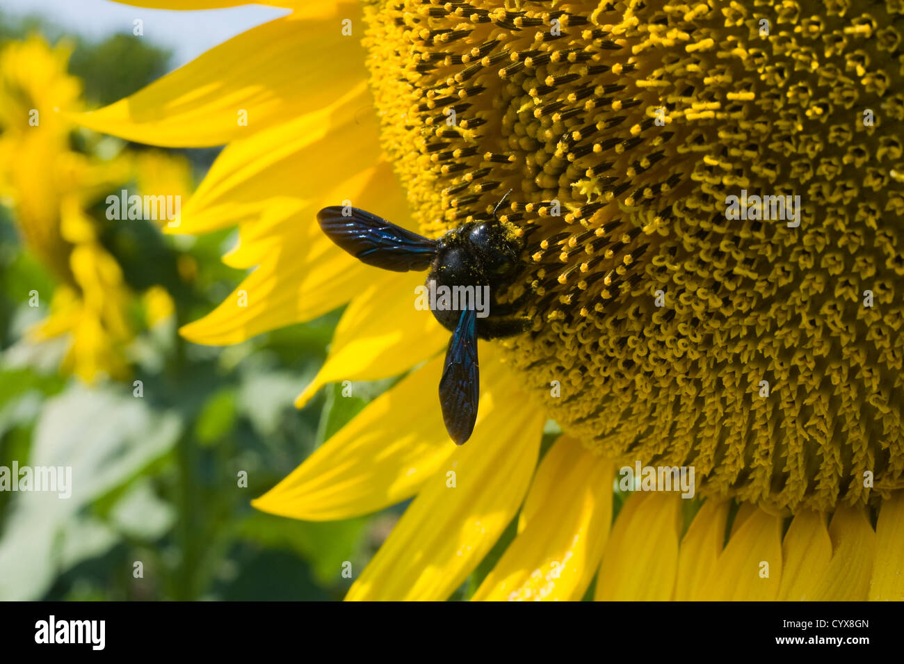 Une abeille assis sur un tournesol dans un sunflowerfield. Banque D'Images