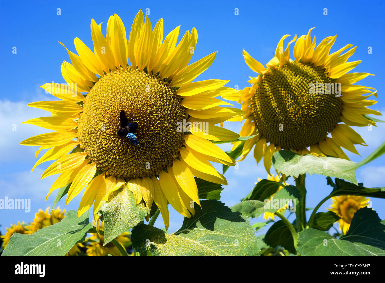 Une grosse abeille assis sur un tournesol dans un champ de tournesol. Banque D'Images