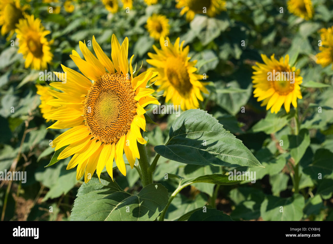 Tournesols sur un champ de tournesol en Toscane en Italie. Banque D'Images