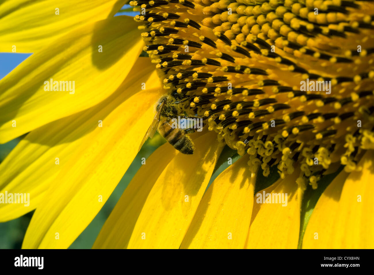 Une abeille assis sur un tournesol dans un champ de tournesol. Banque D'Images