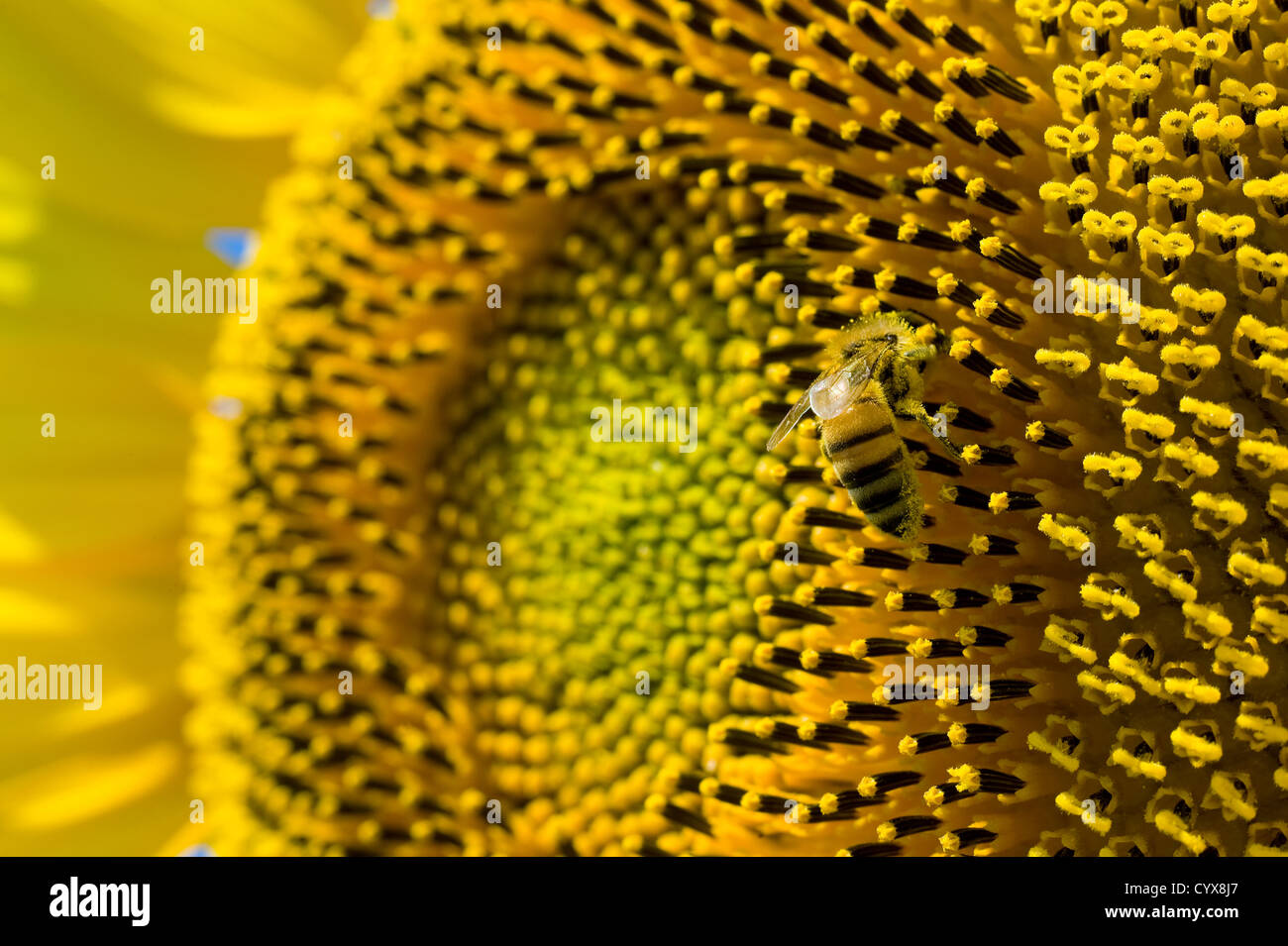 Une abeille assis sur un tournesol dans un champ de tournesol. Banque D'Images