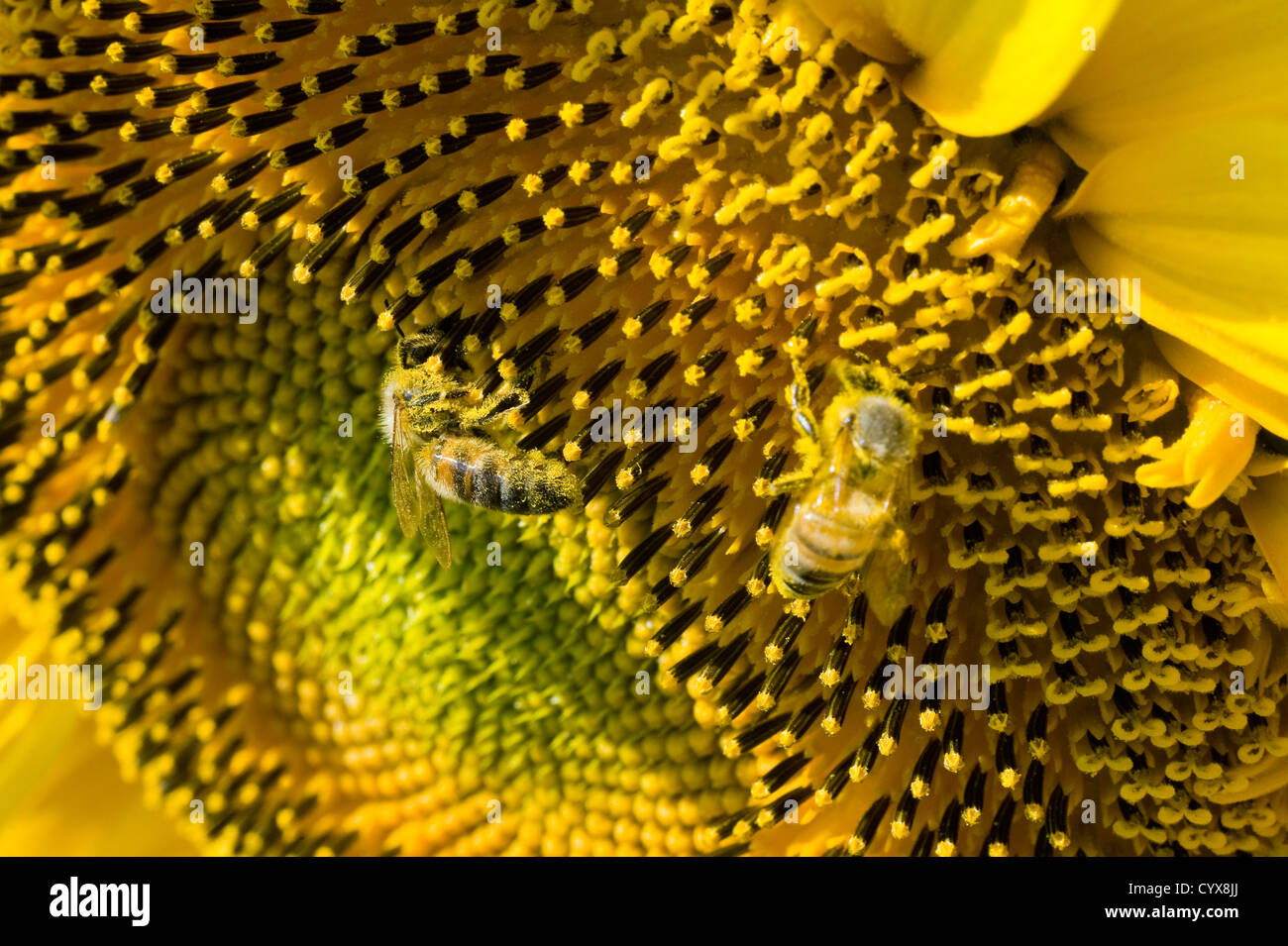 Deux bee est assise sur un tournesol dans un champ de tournesol. Banque D'Images