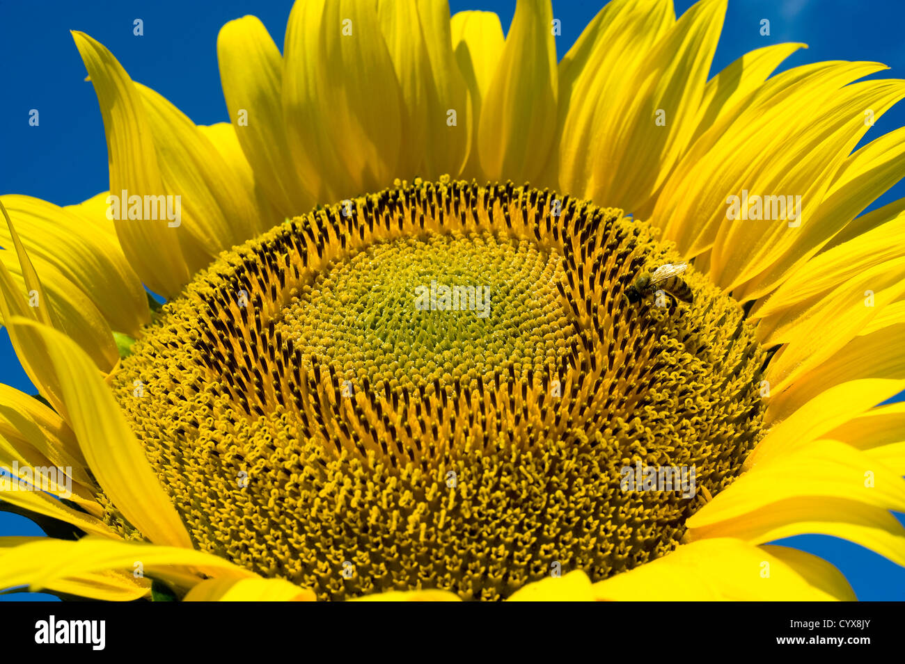 Une abeille assis sur un tournesol dans un champ de tournesol. Banque D'Images