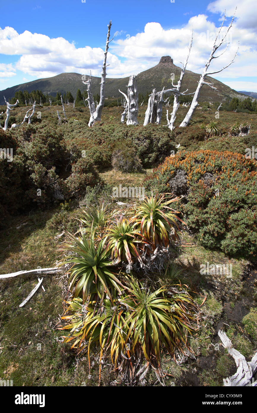 Des paysages de montagne sur l'Overland Track. Cradle Mt - Lake St Clair National Park, Tasmanie, Australie. Banque D'Images