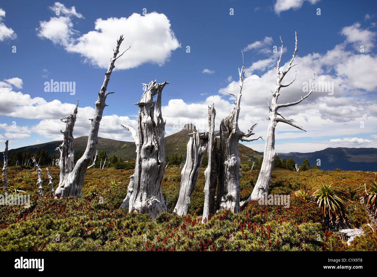 Les arbres morts sur la voie terrestre. Cradle Mt - Lake St Clair National Park, Tasmanie, Australie. Banque D'Images