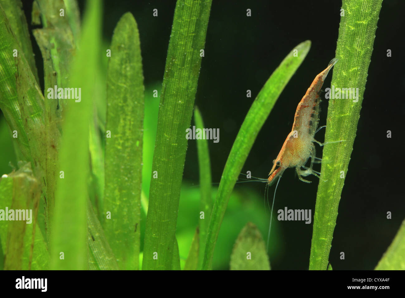 La crevette dans un aquarium tank Banque D'Images