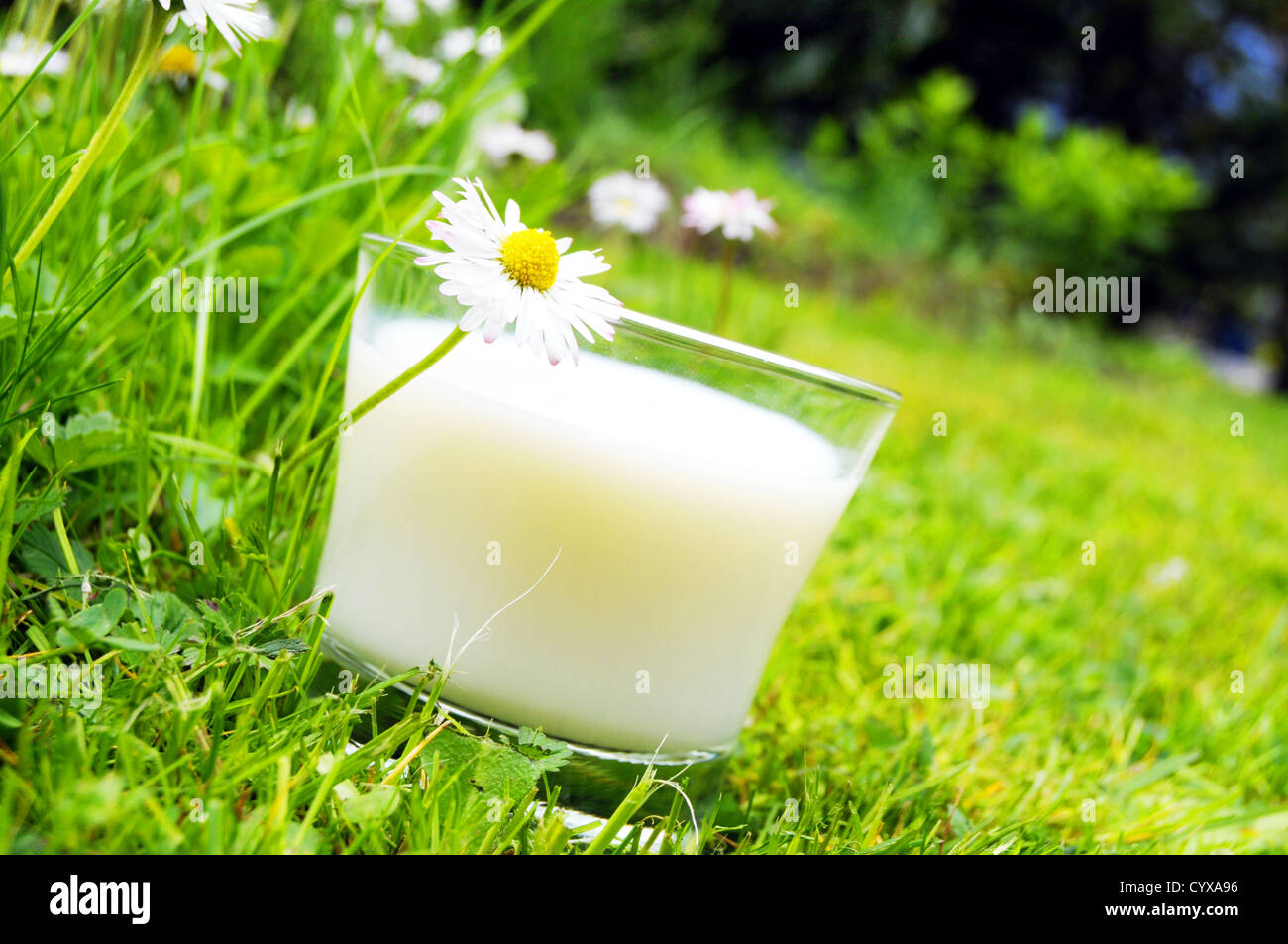 Verre de lait sur l'herbe verte et de fleurs montrant food concept Banque D'Images