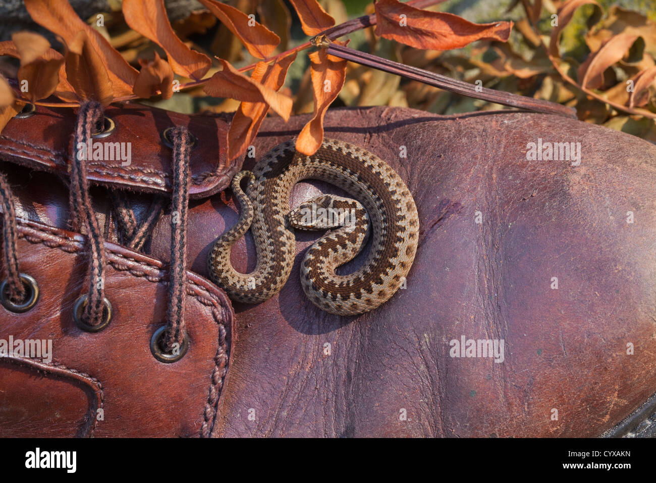 Adder ou du Nord (vipère Vipera berus). Les jeunes nouvellement né sur un homme chaussure de marche en cuir. Banque D'Images