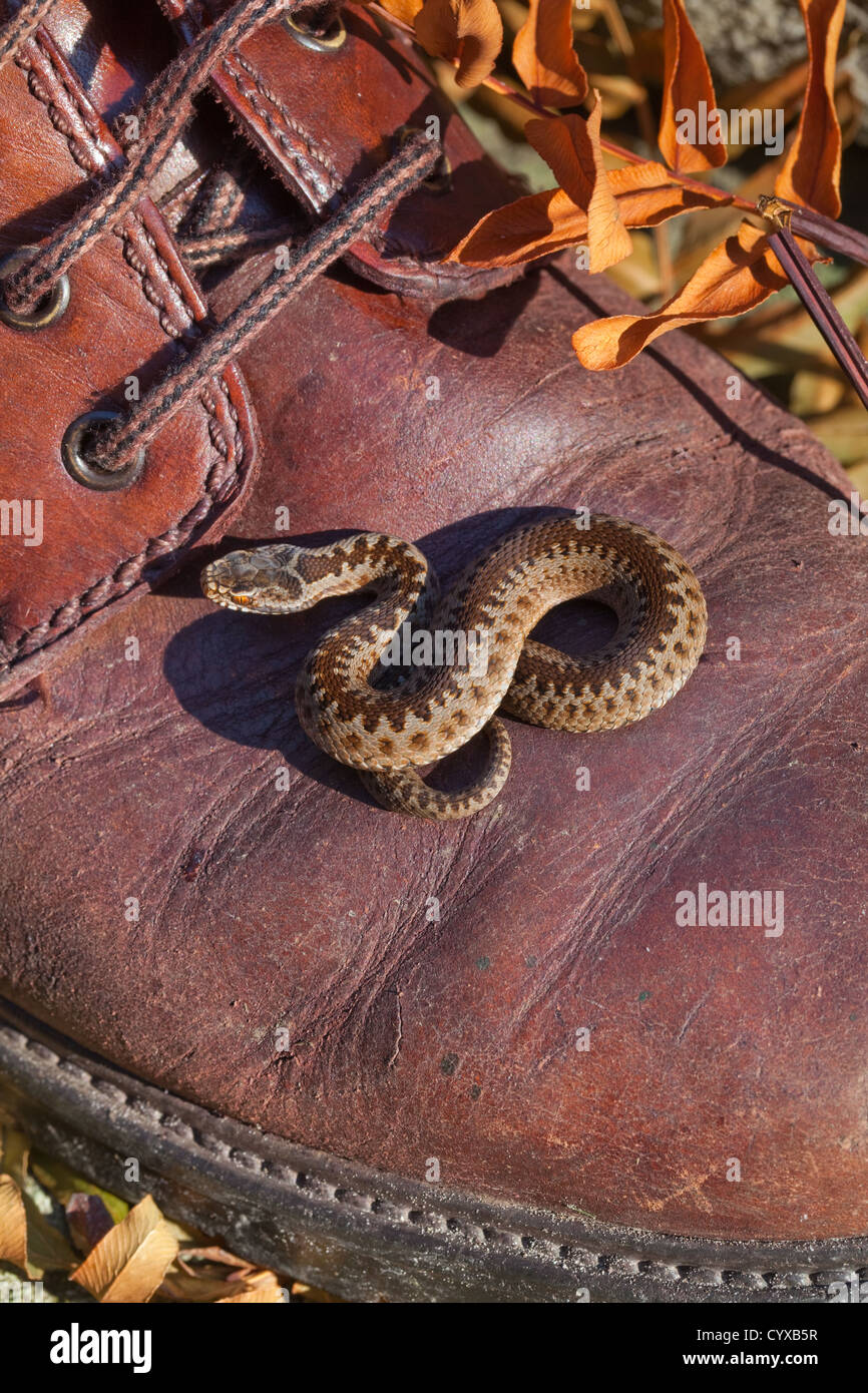 Adder ou du Nord (vipère Vipera berus). Les jeunes nouvellement né sur un homme chaussure de marche en cuir. Septembre. Le Norfolk. Banque D'Images