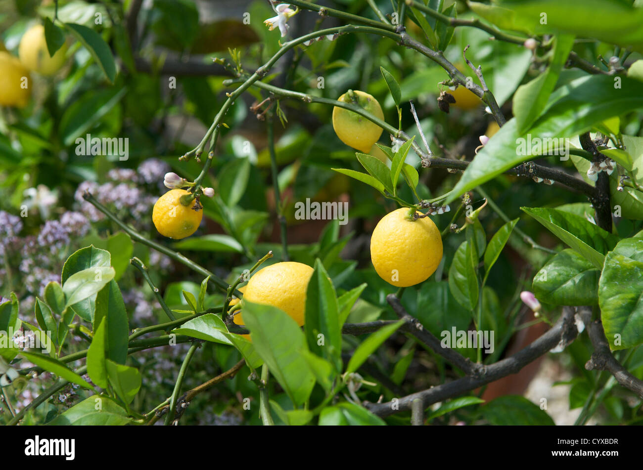 Citrons poussant dans un jardin anglais. Banque D'Images