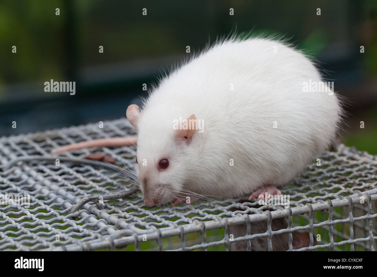 Les rats albinos (Rattus norvegicus). Les femmes enceintes sur le haut d'une cage de laboratoire. Banque D'Images