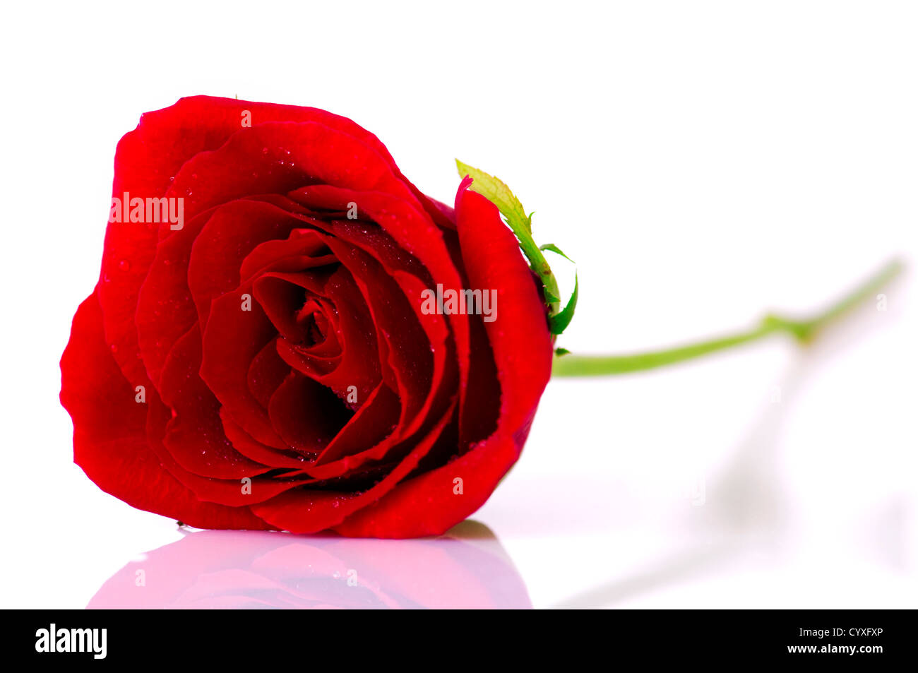 Image d'une rose sur fond blanc avec la réflexion. Banque D'Images