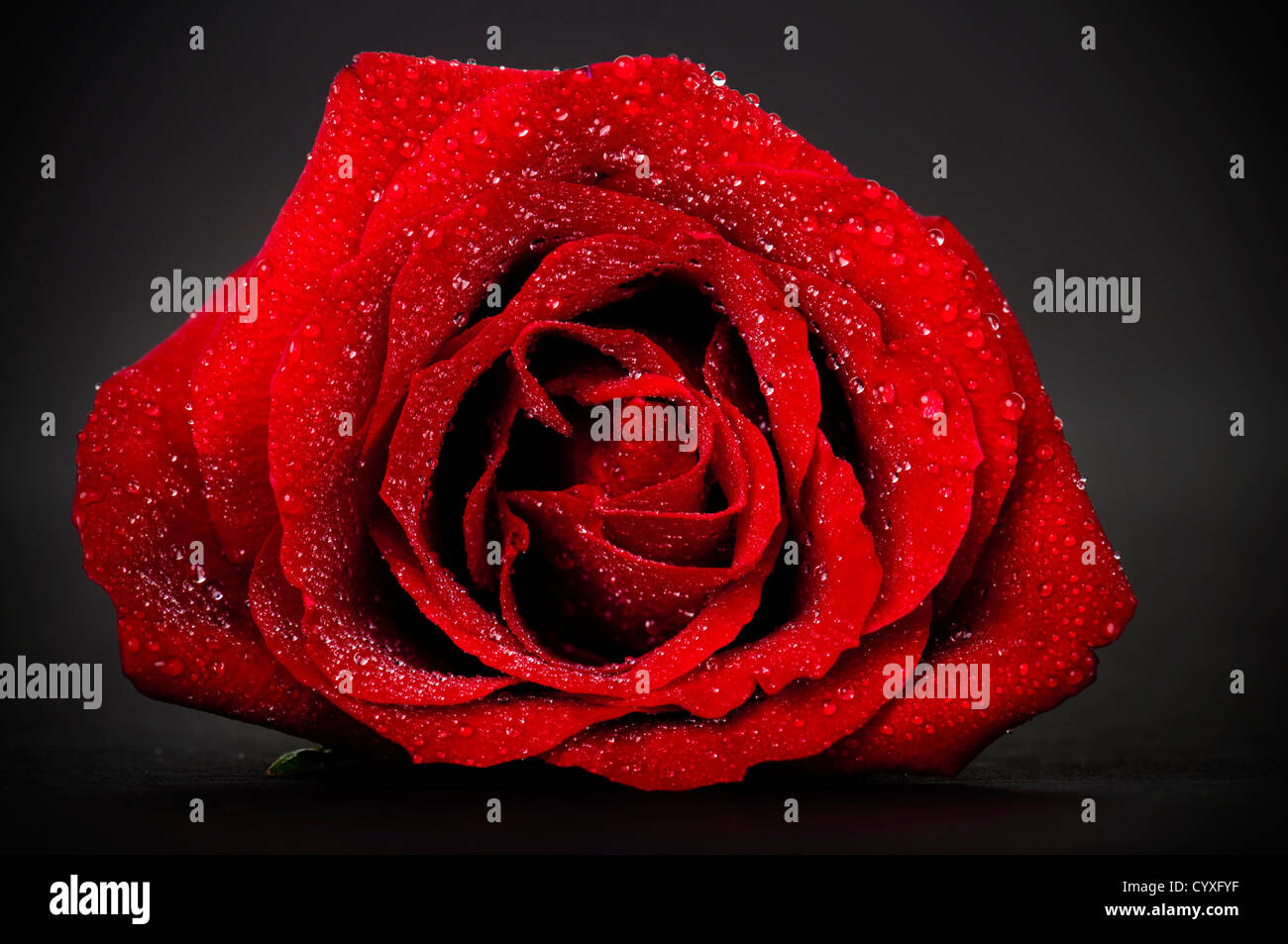 Image d'une rose sur fond gris. Banque D'Images