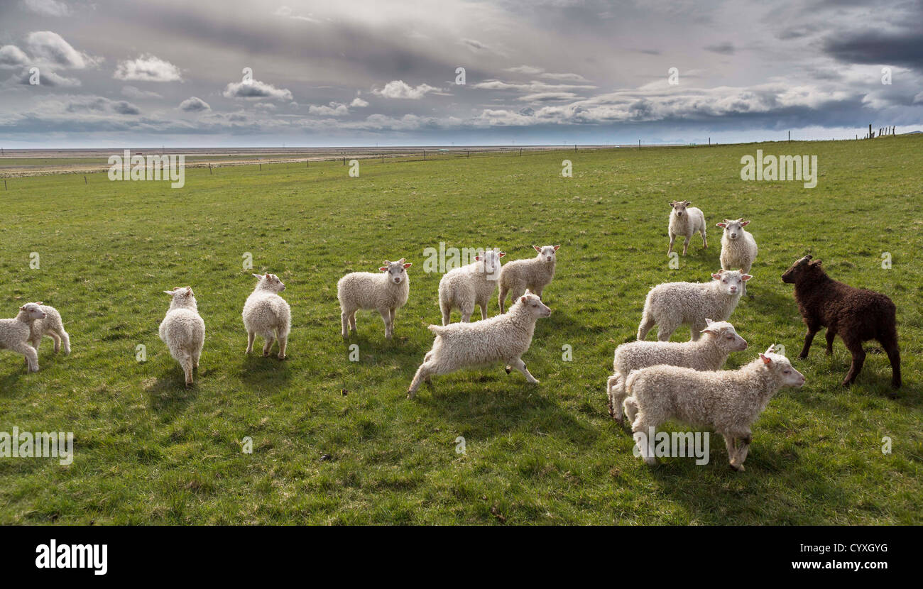 L'élevage de moutons, l'Est de l'Islande Banque D'Images
