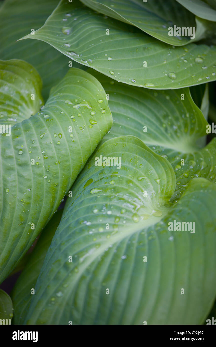 Les plantes, Hosta, somme et la substance, grandes feuilles vertes en forme de cœur de la Plantain avec gouttelettes d'eau. Banque D'Images