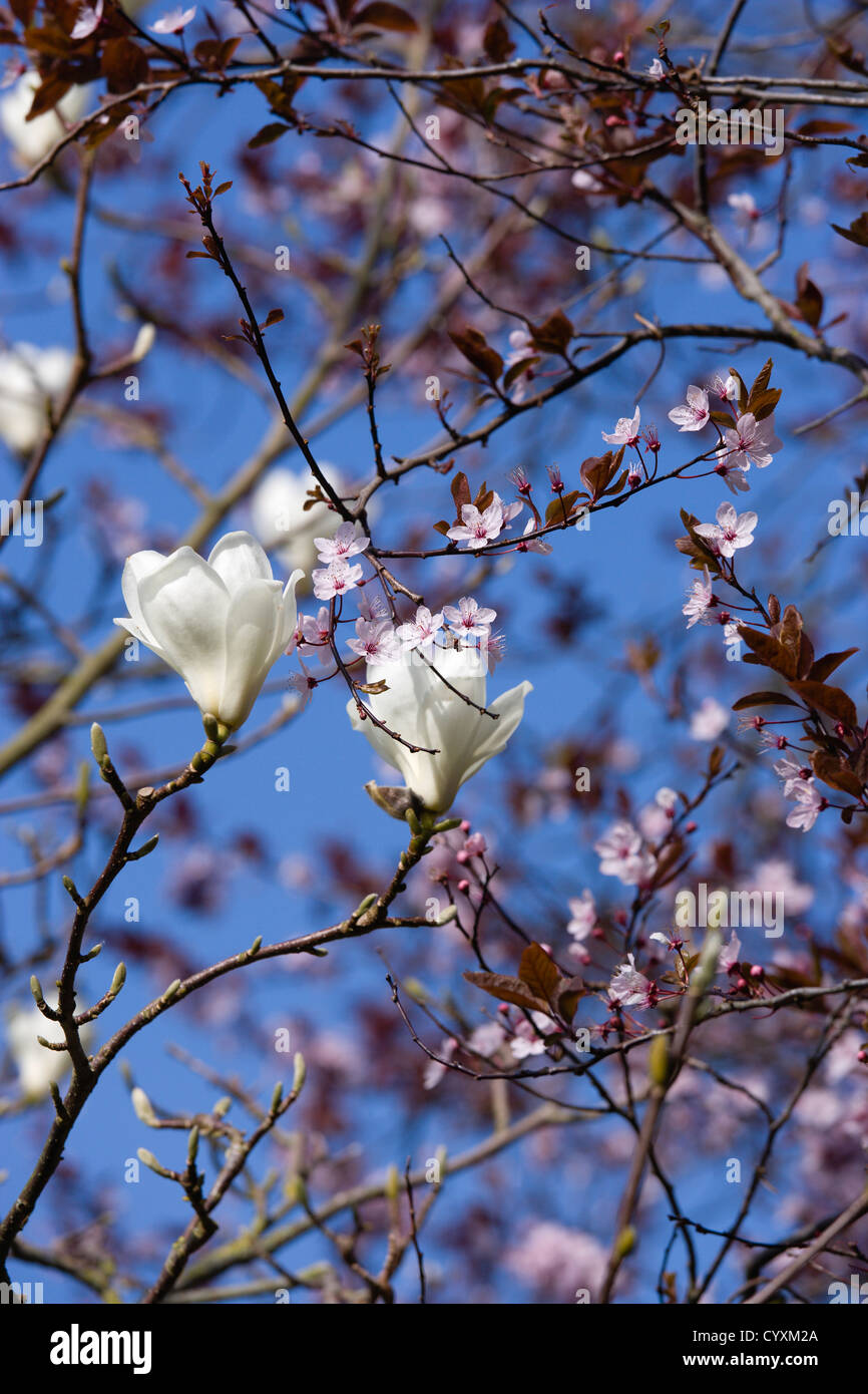 Les plantes, les arbres, Magnolia x soulangeana 'Alba Superba', fleurs blanches sur les branches d'un magnolia arbre en face d'un cerisier Banque D'Images