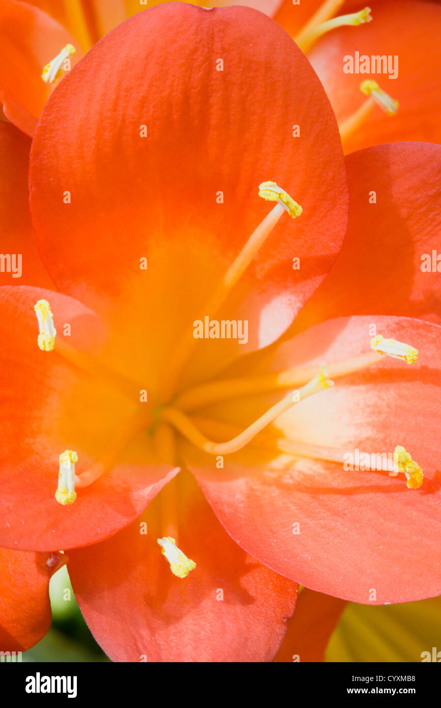 Clivia miniata, Natal lily, Close-up de fleurs de couleur orange vif avec des étamines jaunes. Banque D'Images