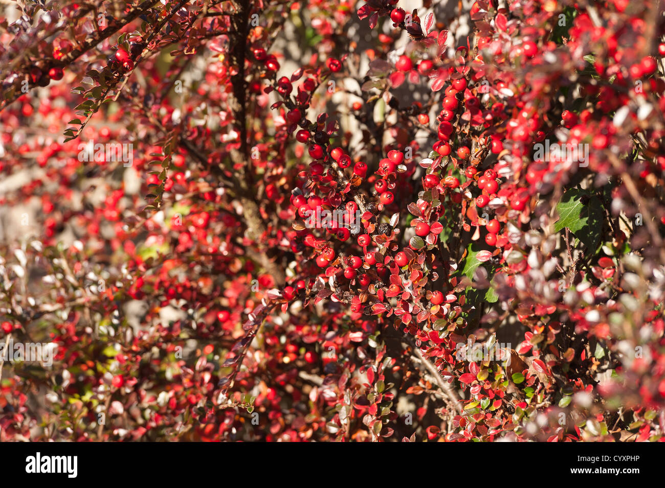 Les lignes de conduite de l'abondance de fruits rouges cottoneaster arbuste un grande source de nourriture pour les oiseaux pendant l'hiver Banque D'Images