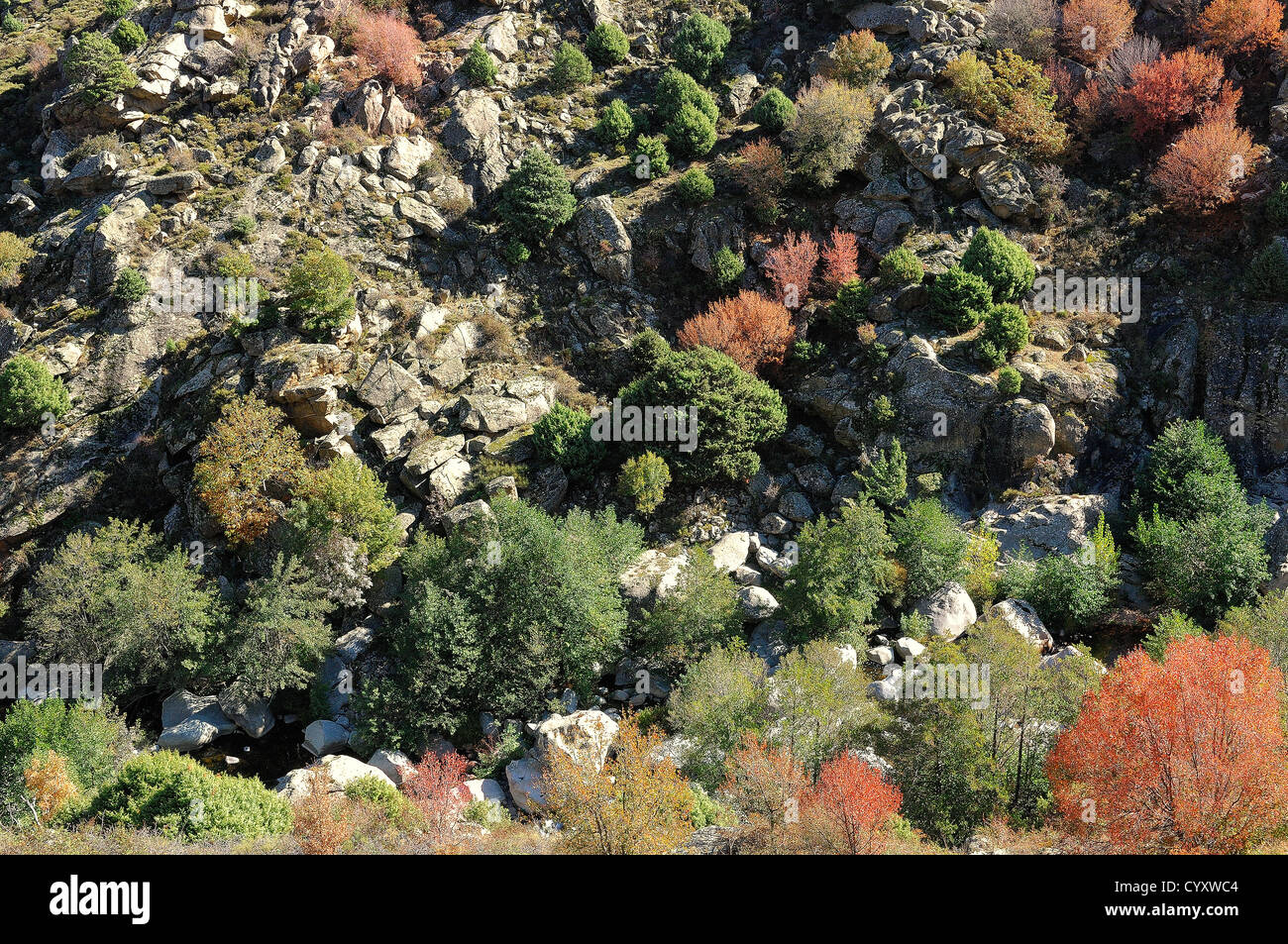 Automne dans La Scala di Santa Regina haute Corse France 2b Banque D'Images