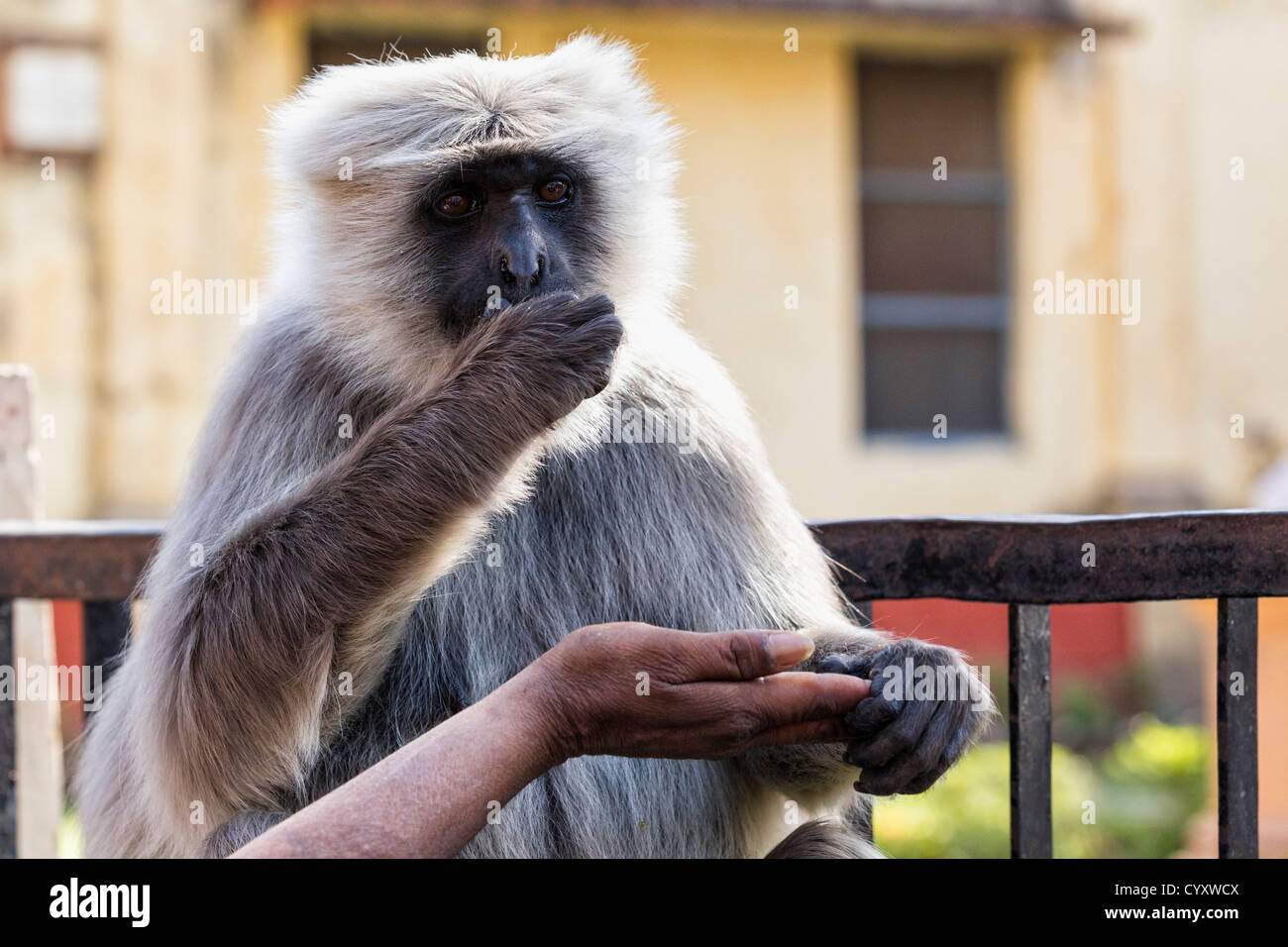 L'Inde, l'Uttarakhand, Rishikesh, les droits de l'alimentation à la main langur Banque D'Images