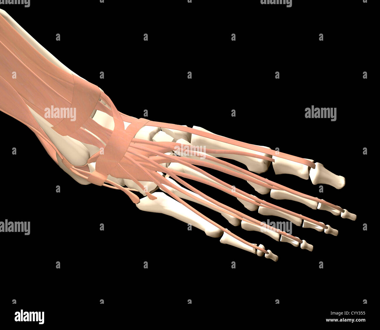 Anatomie du pied humain Banque D'Images