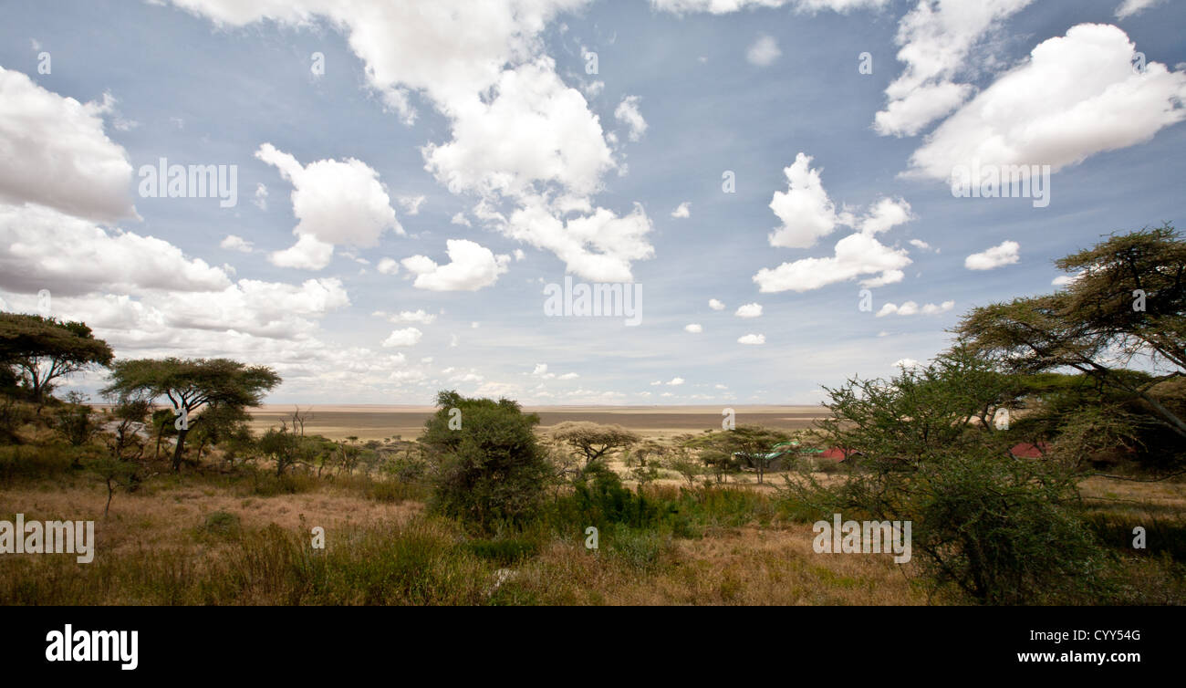 Les arbres d'Acacia sur le Savanaa. Parc national de Serengeti, Tanzanie Banque D'Images