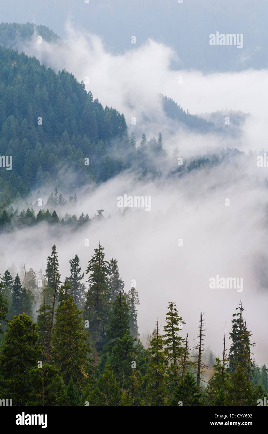 Le brouillard et la forêt, des cascades, de l'État de Washington. Banque D'Images