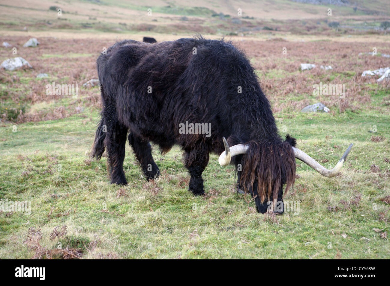 Le longicorne bull sur Bodmin Moor près de The Hurlers, larbins Angleterre Cornwall Banque D'Images