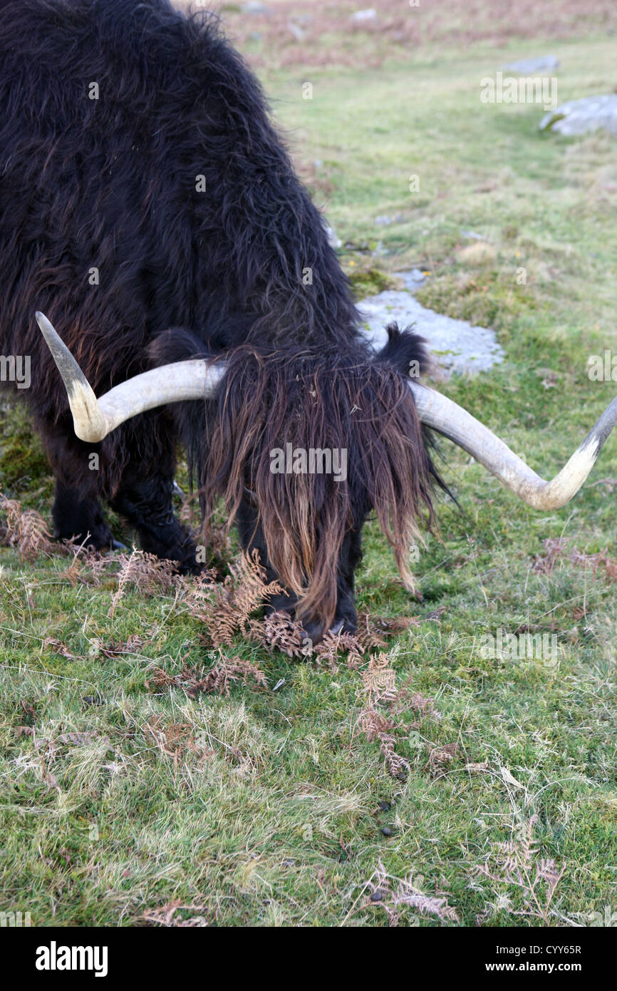 Le longicorne bull sur Bodmin Moor près de The Hurlers, larbins Angleterre Cornwall Banque D'Images