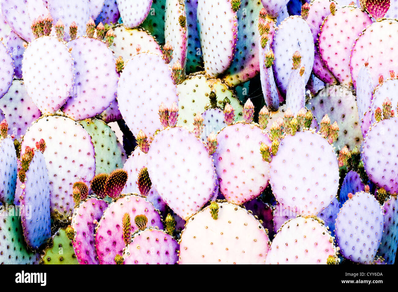 Santa-rita ou pourpre Prickly Pear Cactus (Opuntia violacea var santa-rita). Banque D'Images