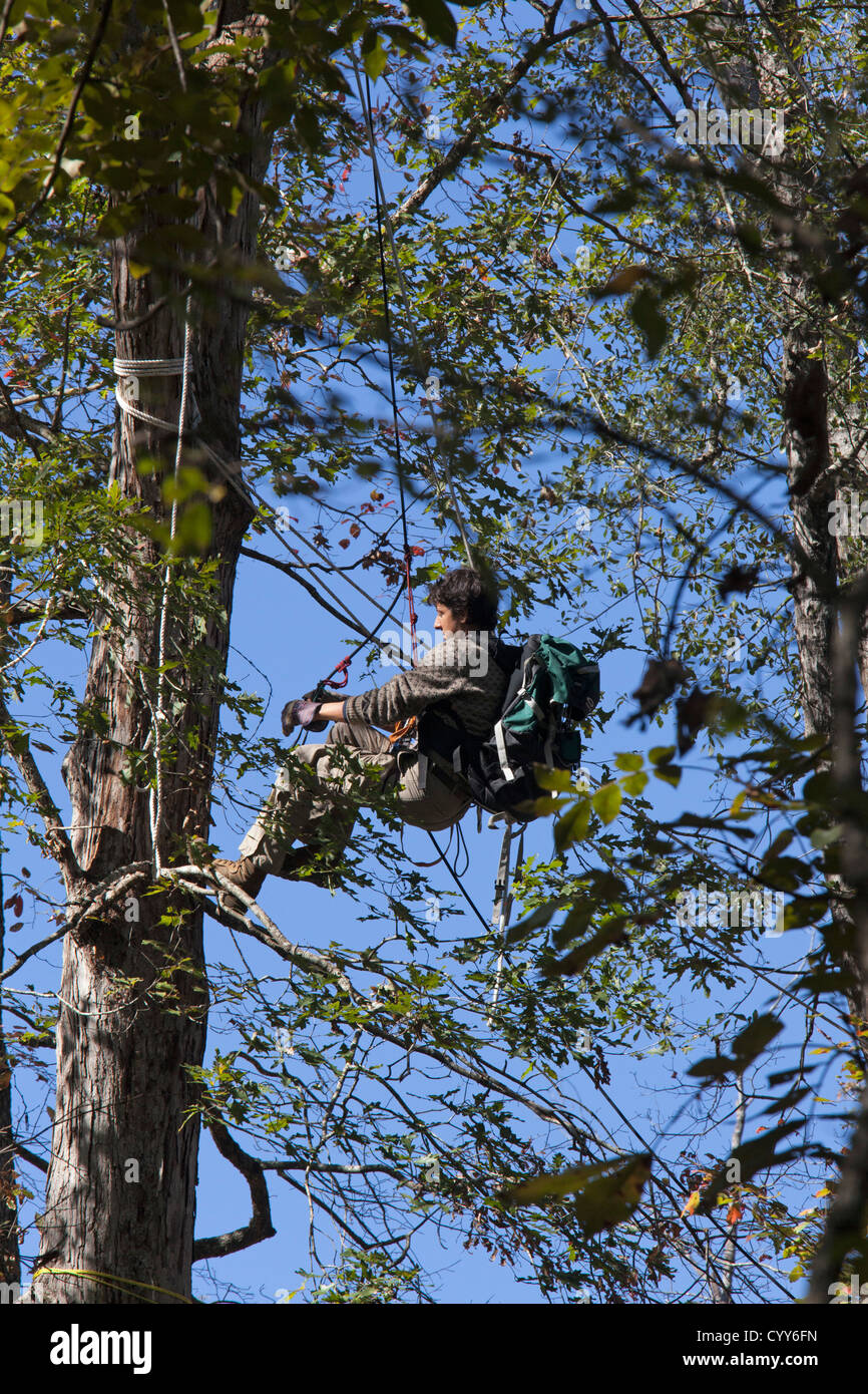 Membre du blocus des sables bitumineux qui est camping dans les arbres pour bloquer la construction du pipeline Keystone XL Banque D'Images