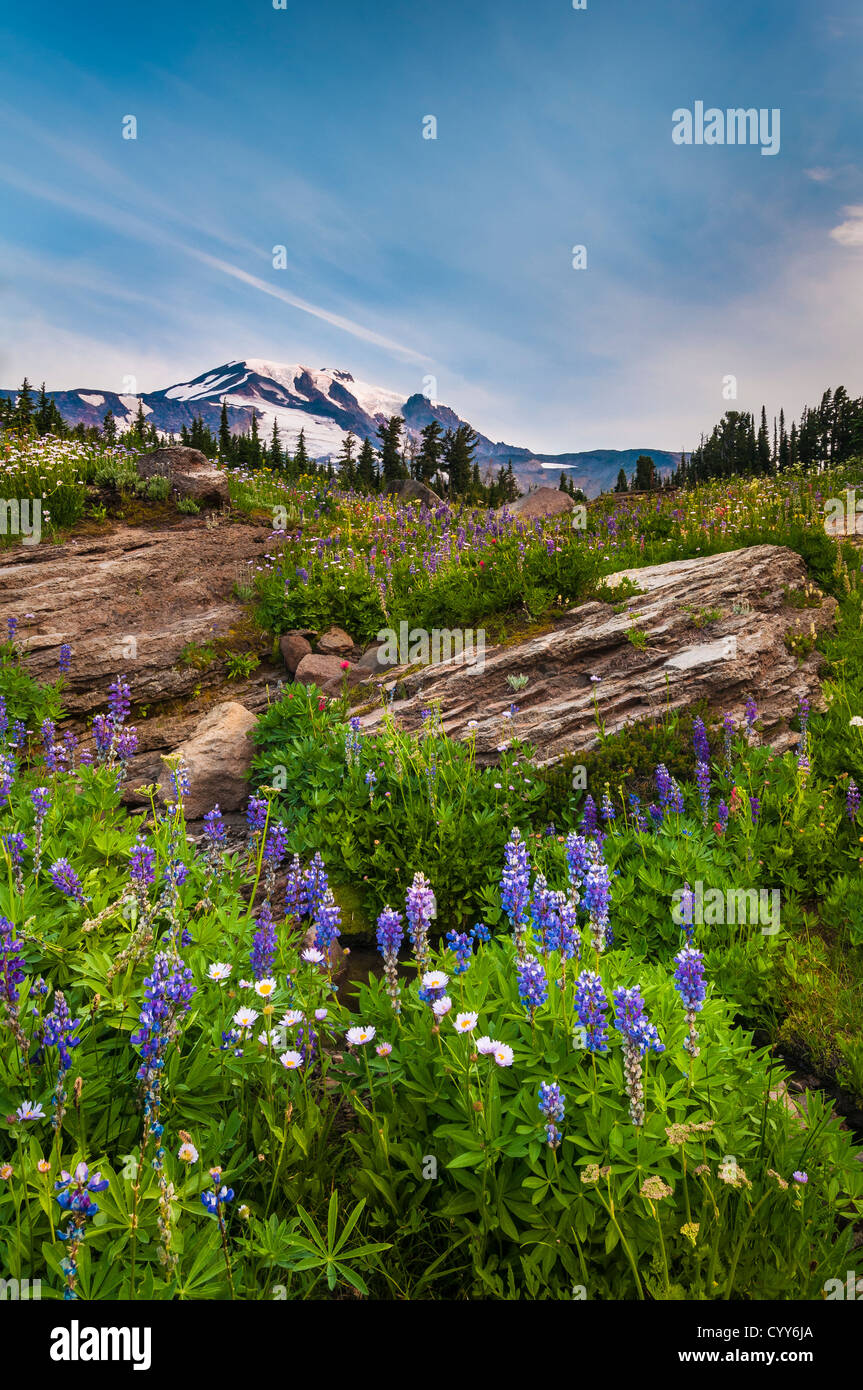 Bird Creek Meadows et le Mont Adams, Cascade Mountains, Washington Banque D'Images