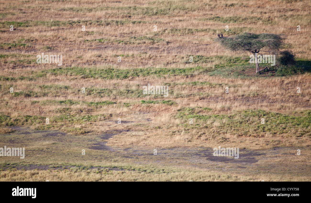 Les arbres d'Acacia sur le Savanaa. Parc national de Serengeti, Tanzanie Banque D'Images