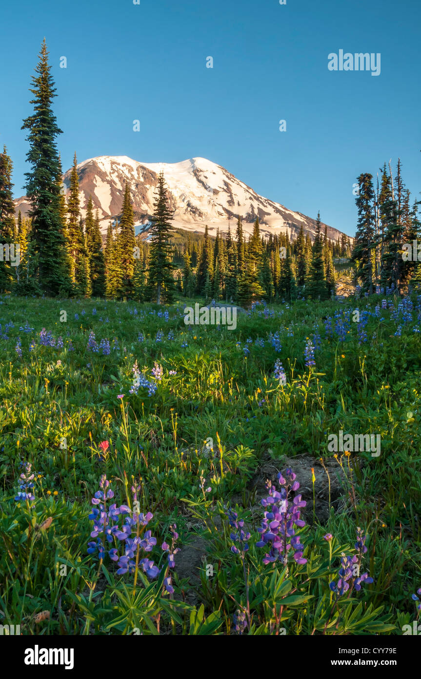 Lupin et d'autres fleurs sauvages dans la prairie le long du sentier Killen, Mont Adams Wilderness, Cascade Mountains, Washington. Banque D'Images