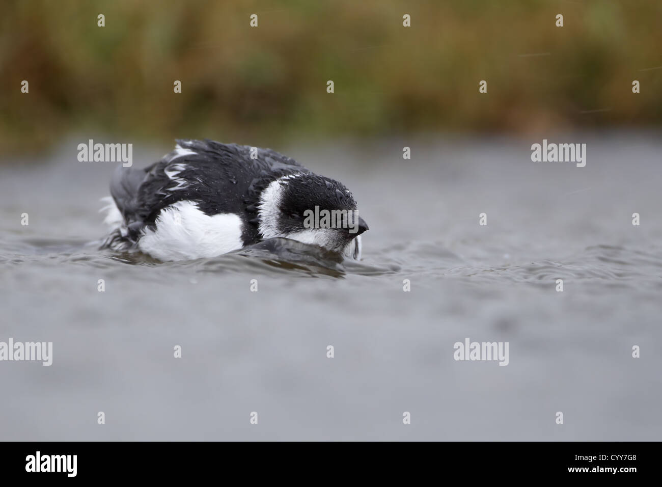 Little Auk (Alle alle) nageant Dovekie pluvieux Banque D'Images