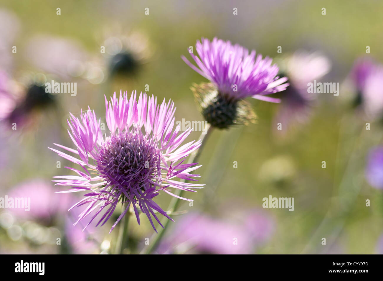 Close-up of Purple Milk Thistle fleurs - Galactites tomentosa - en Alentejo, Portugal Banque D'Images