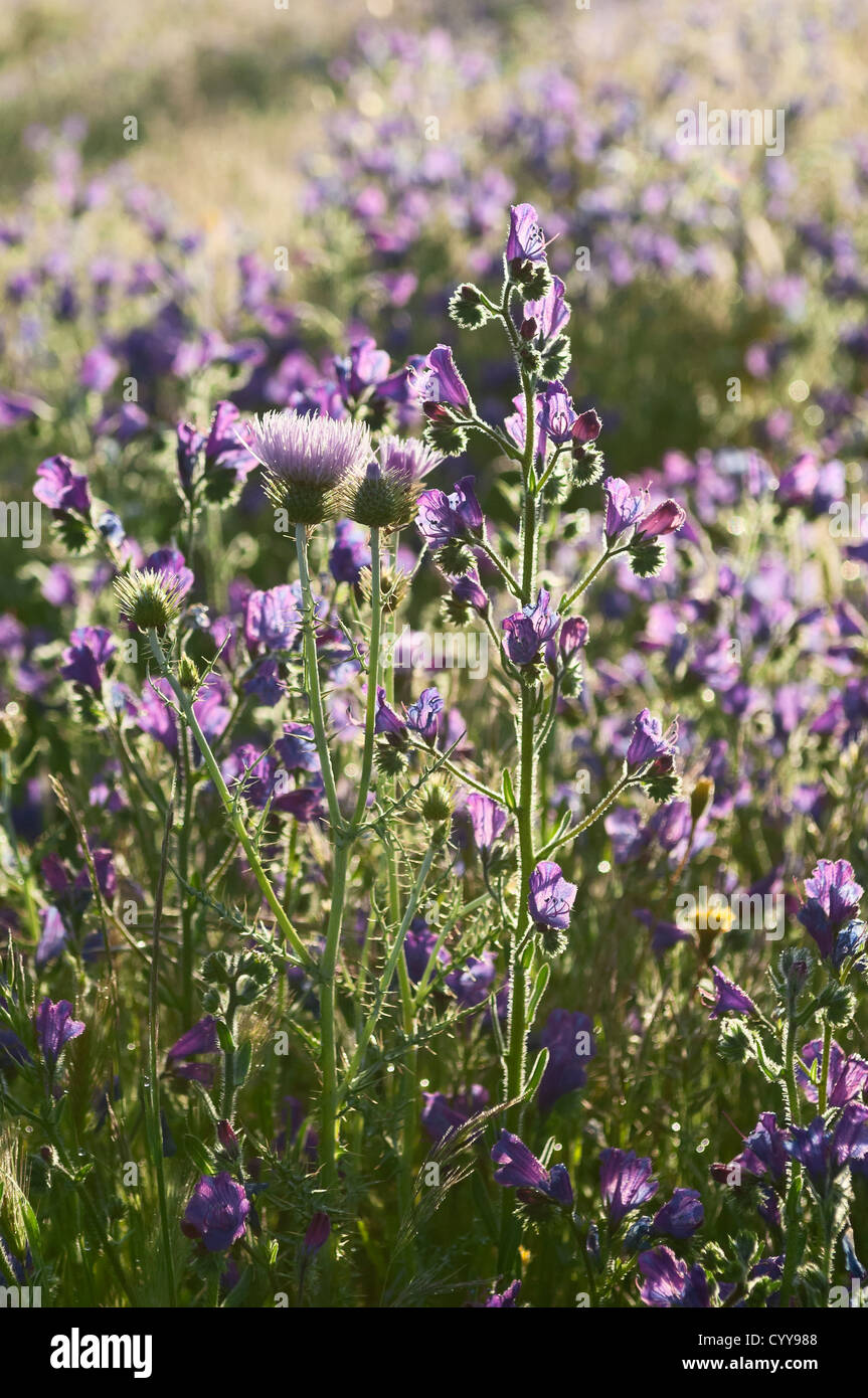 Le Chardon pourpre fleurs - Galactites tomentosa - et la Vipère pourpre - Vipérine commune Echium plantagineum - dans un pré de l'Alentejo Banque D'Images