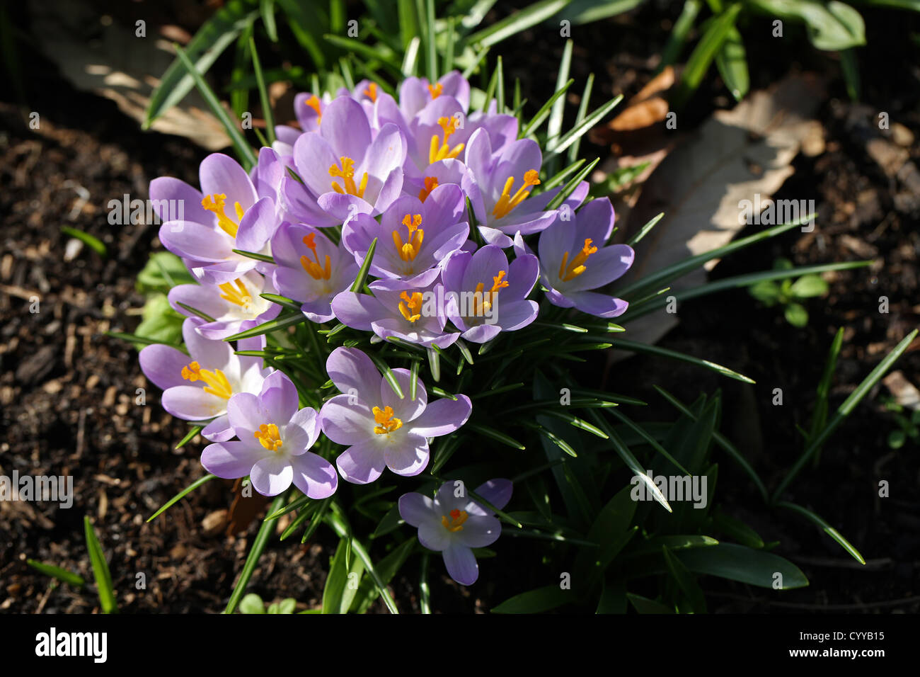 Printemps Crocus, Crocus vernus, Iridaceae. Les bulbes de printemps. Banque D'Images