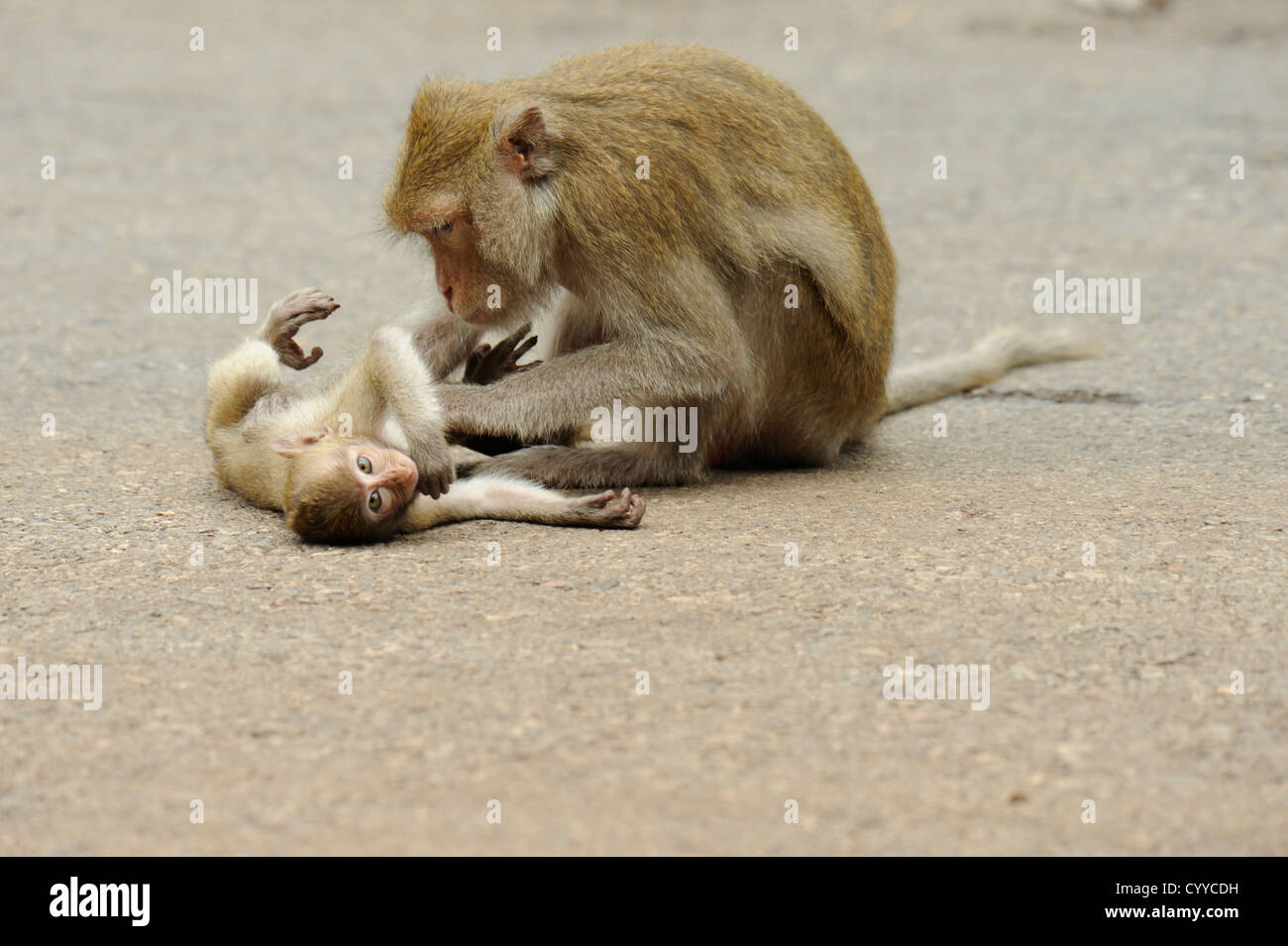 Singe macaque à longue queue sa toilette bébé , Tham Khao Luang , Phetchaburi, Thailand Banque D'Images