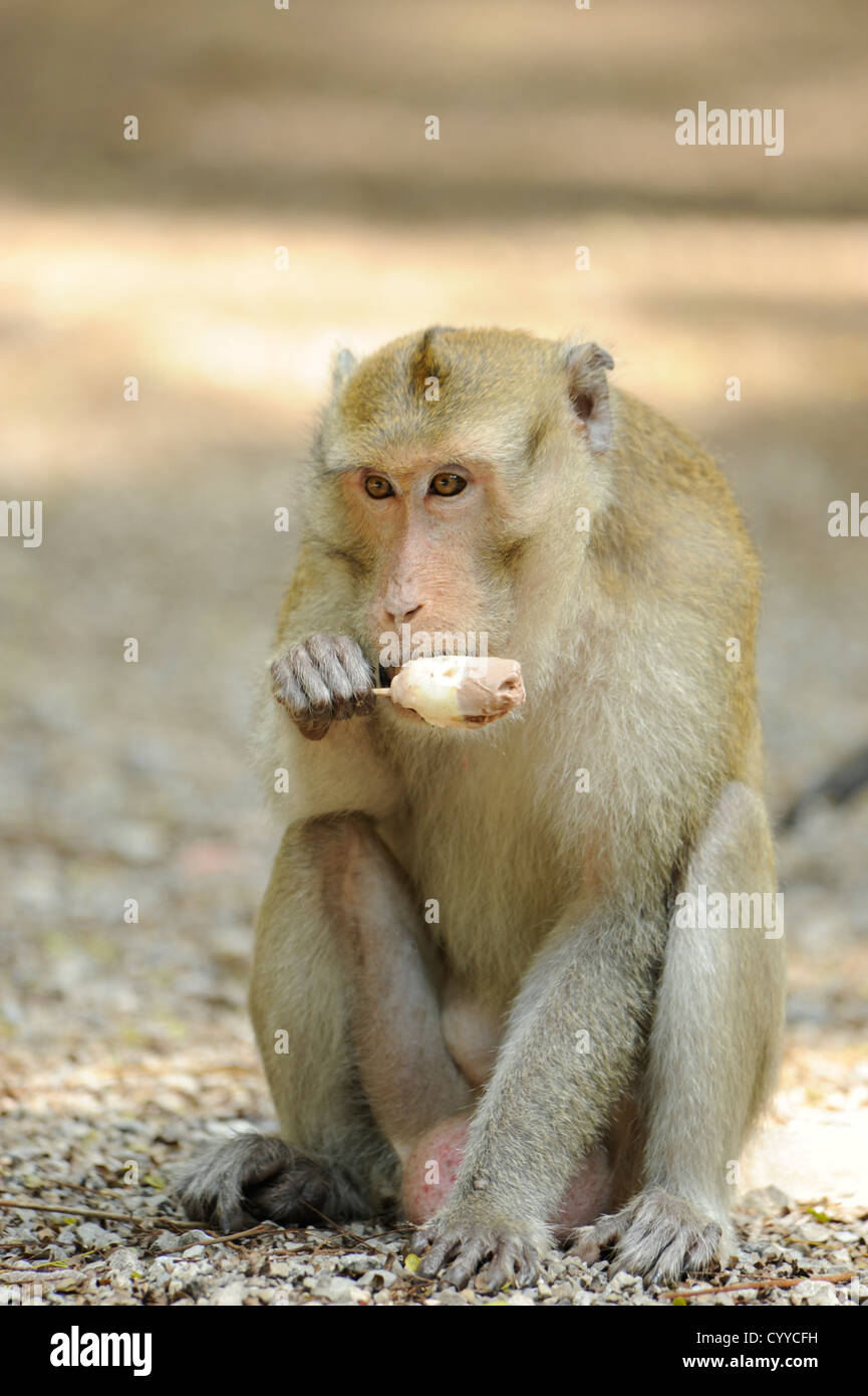 Les singes macaques à longue queue de manger une glace, Tham Khao Luang , Phetchaburi, Thailand Banque D'Images