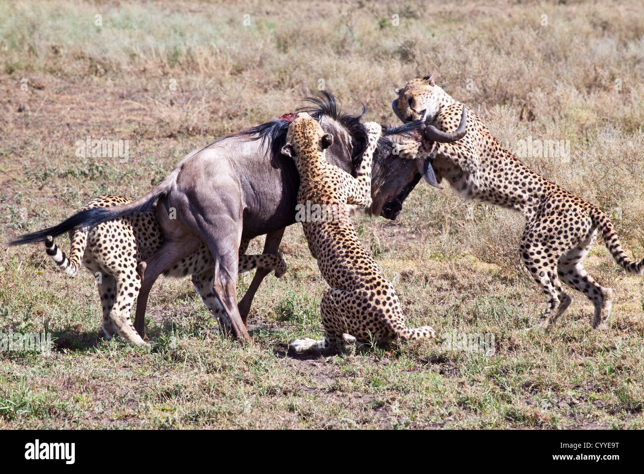 Un adulte de gnous est attaqué et tué par trois guépards mâles. Parc national de Serengeti, Tanzanie Banque D'Images
