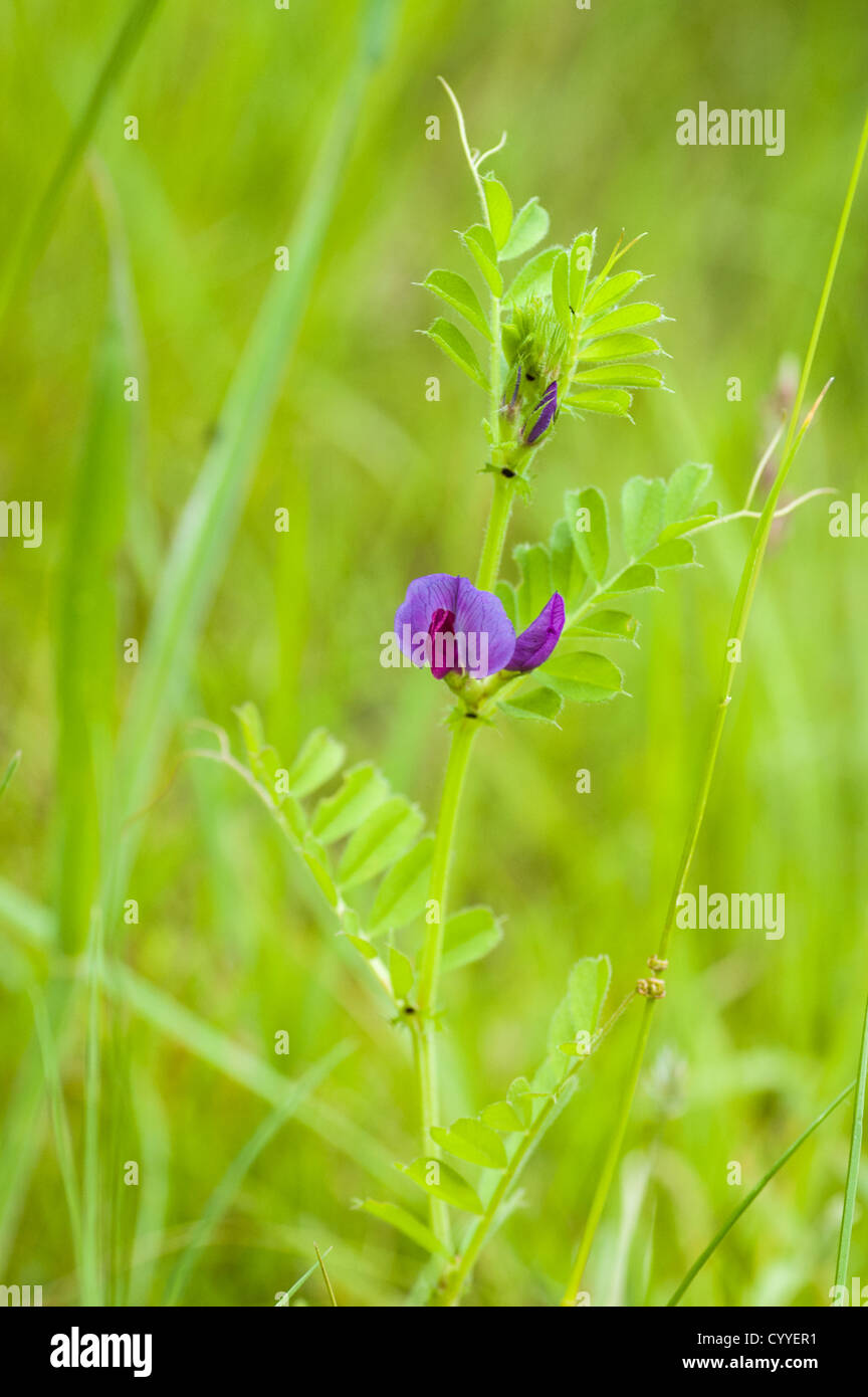 Vesce commune, Vicia sativa. Banque D'Images